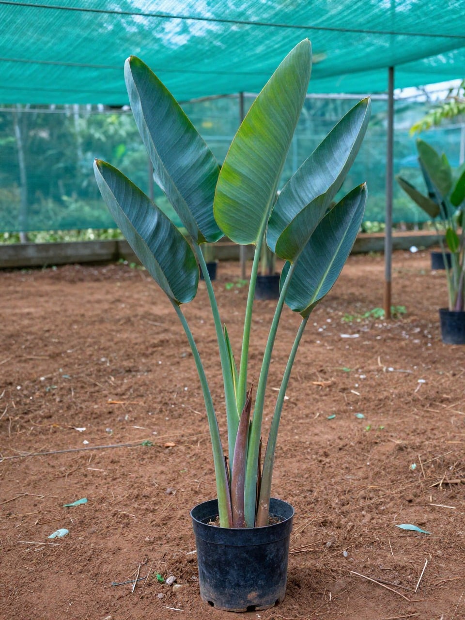 Bird of Paradise (Strelitzia) - Medium