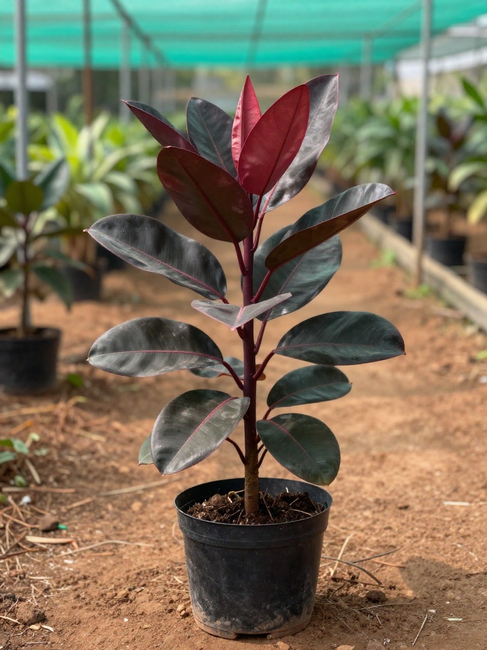 Rubber Plant Burgundy