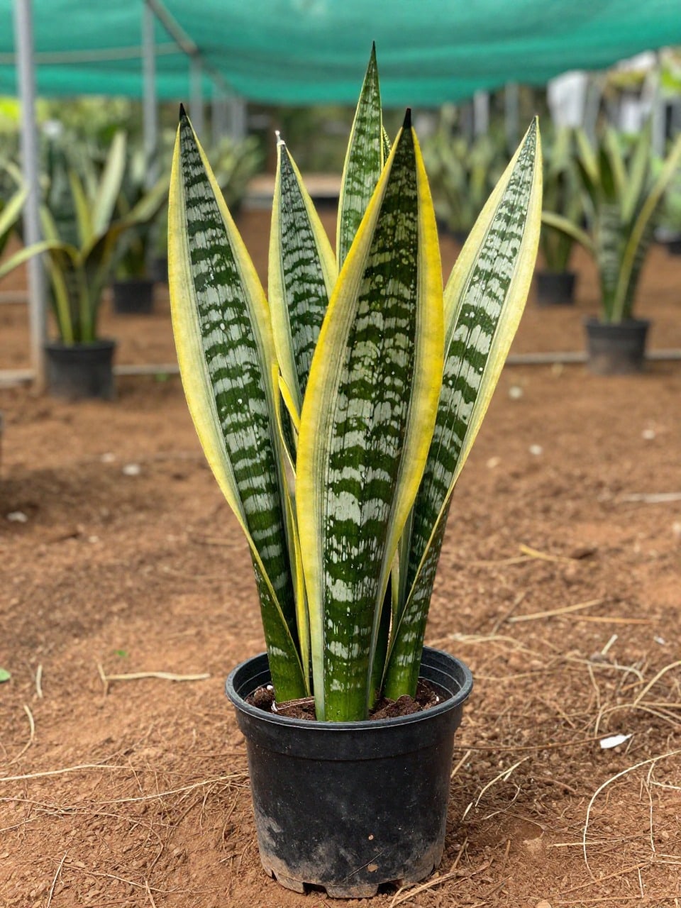 Snake Plant - Small