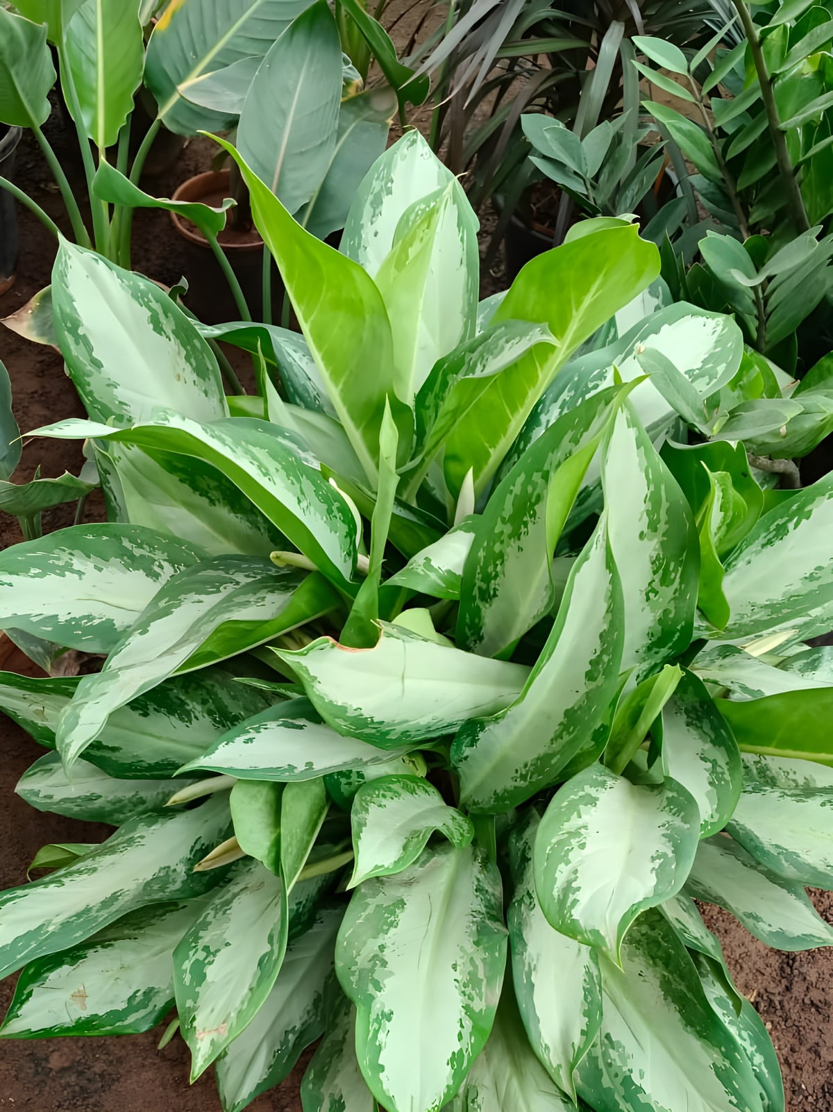Aglaonema