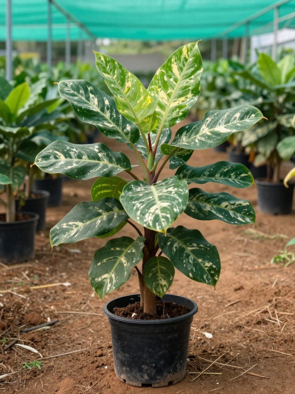 Dieffenbachia