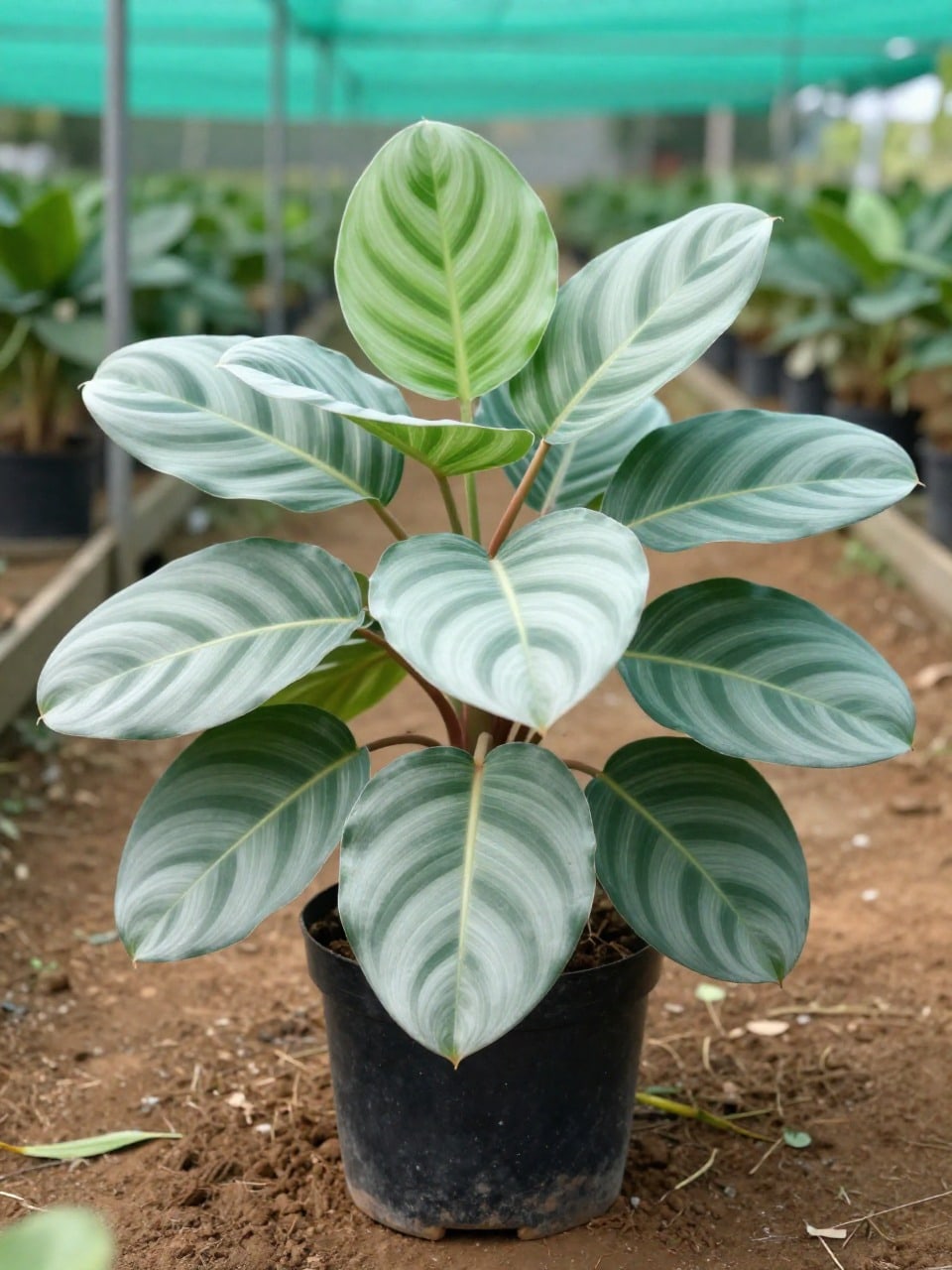Calathea