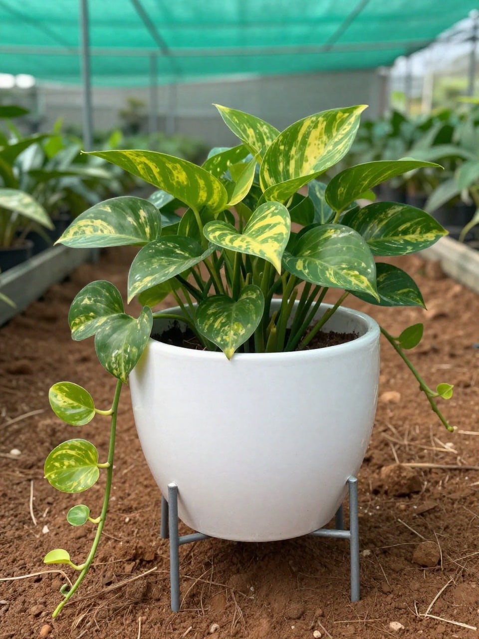 Money Plant