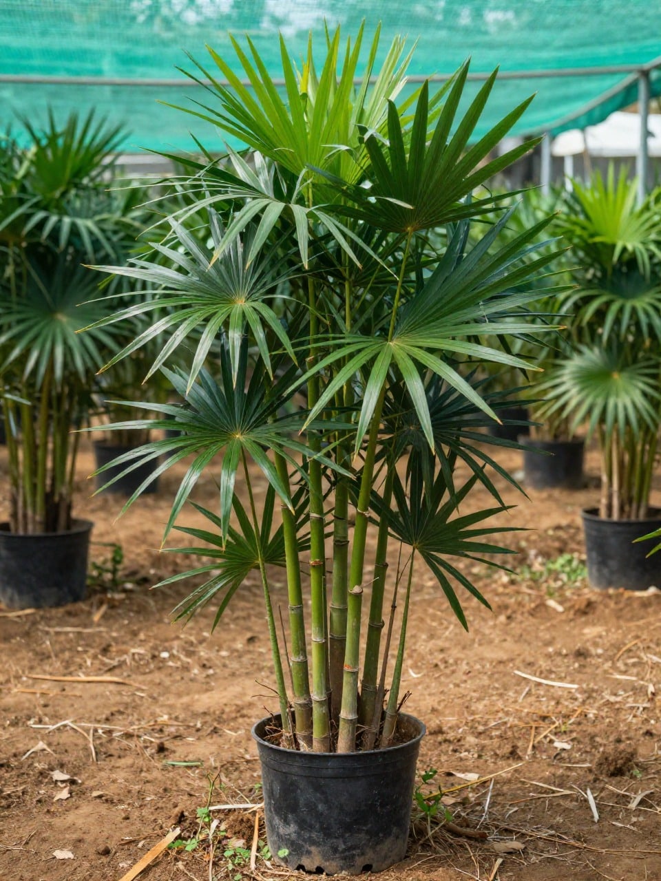 Rhapis Palm
