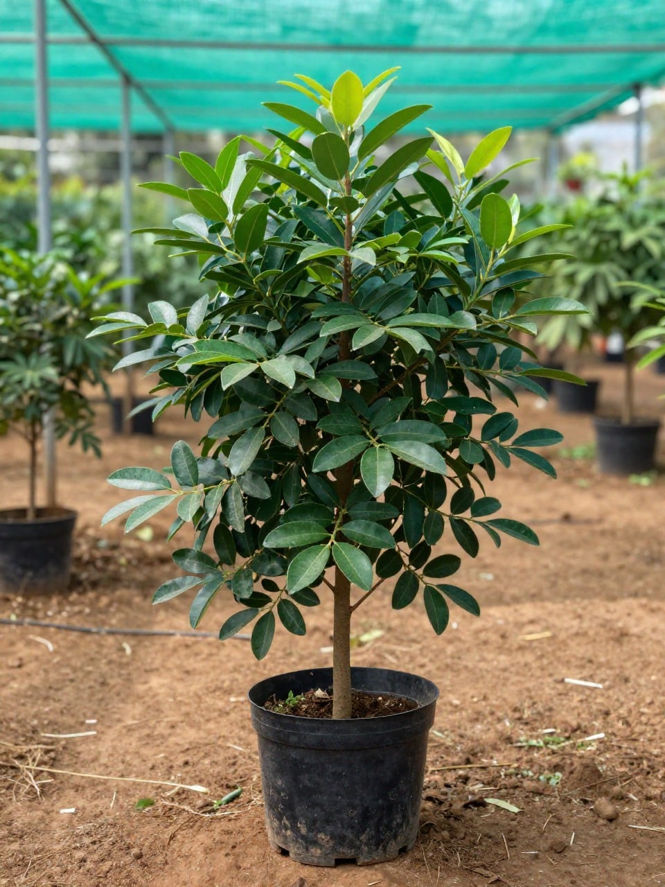 Ficus (Weeping Fig)
