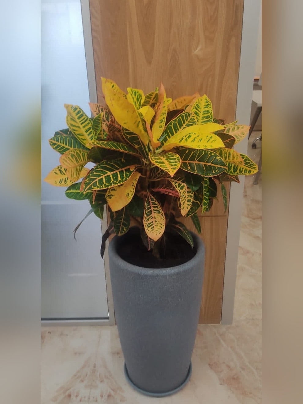 Croton