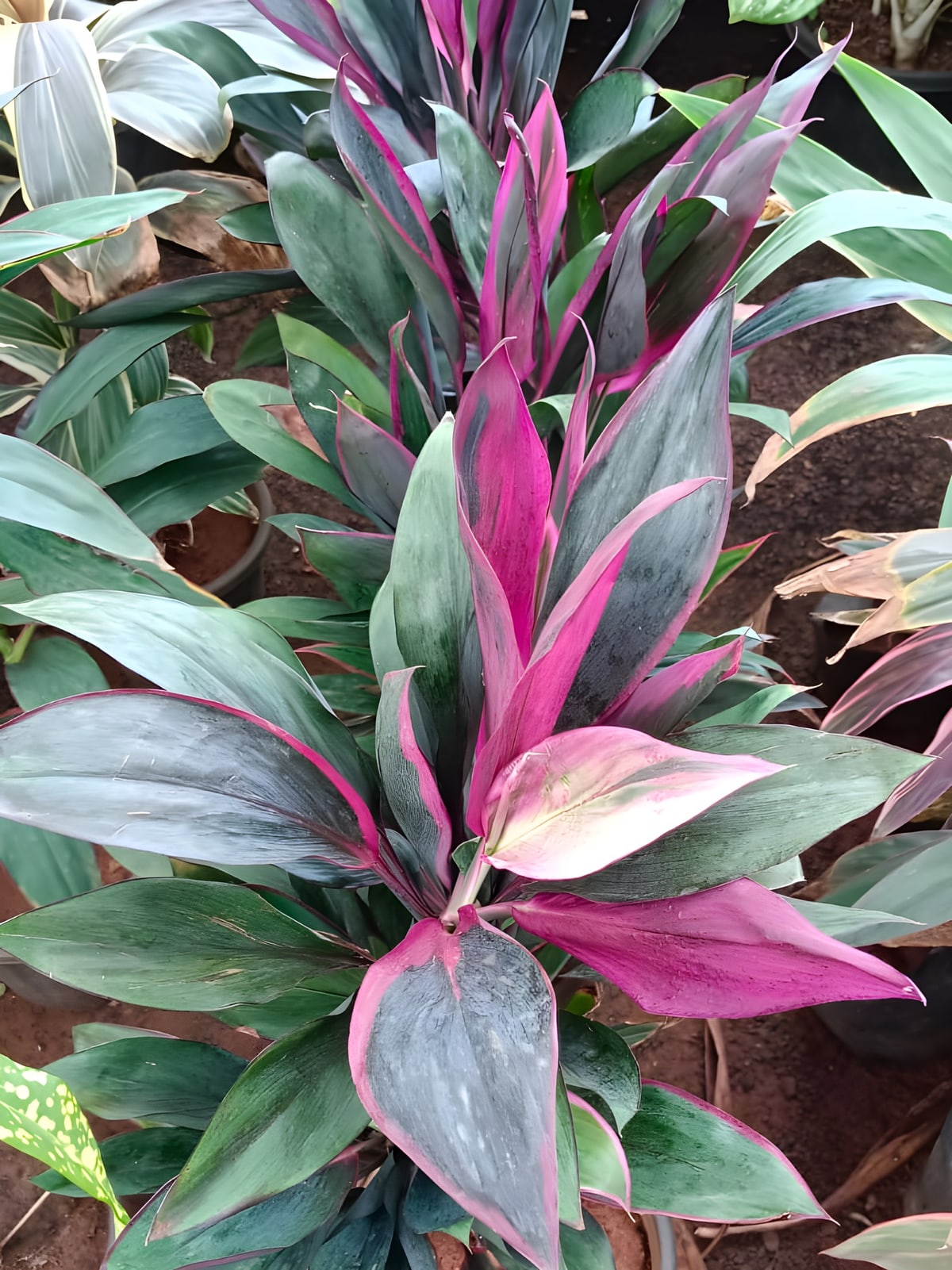Cordyline Red