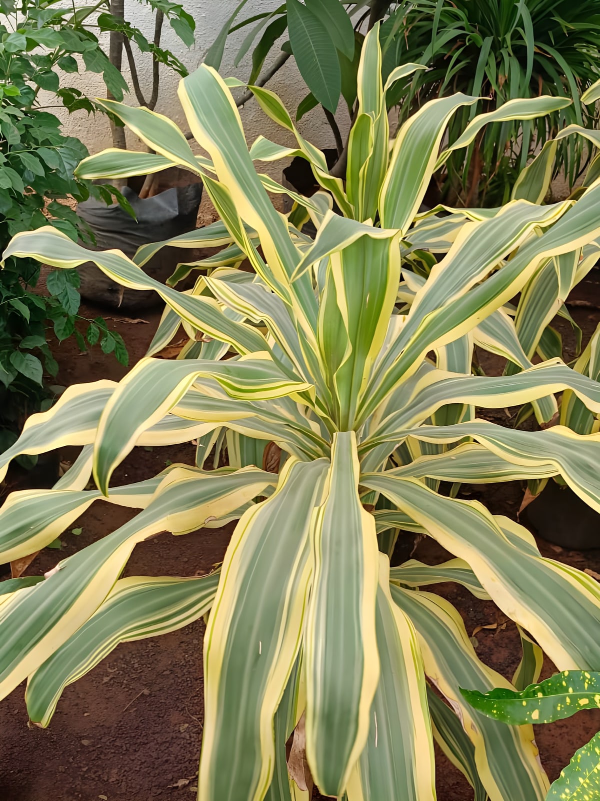 Dracaena Song of India