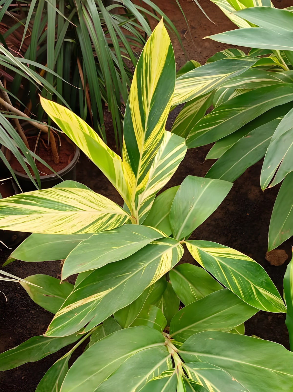 Variegated Ginger (Alpinia)