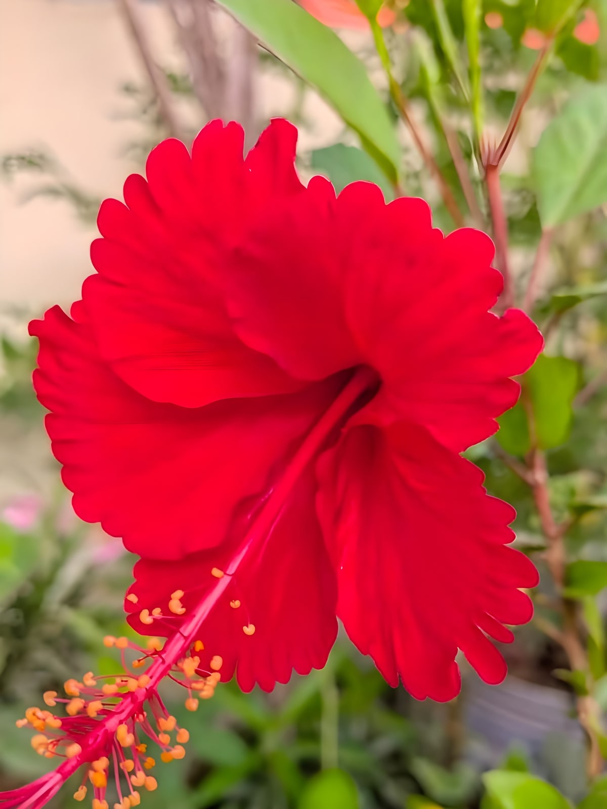 Hibiscus - Pink