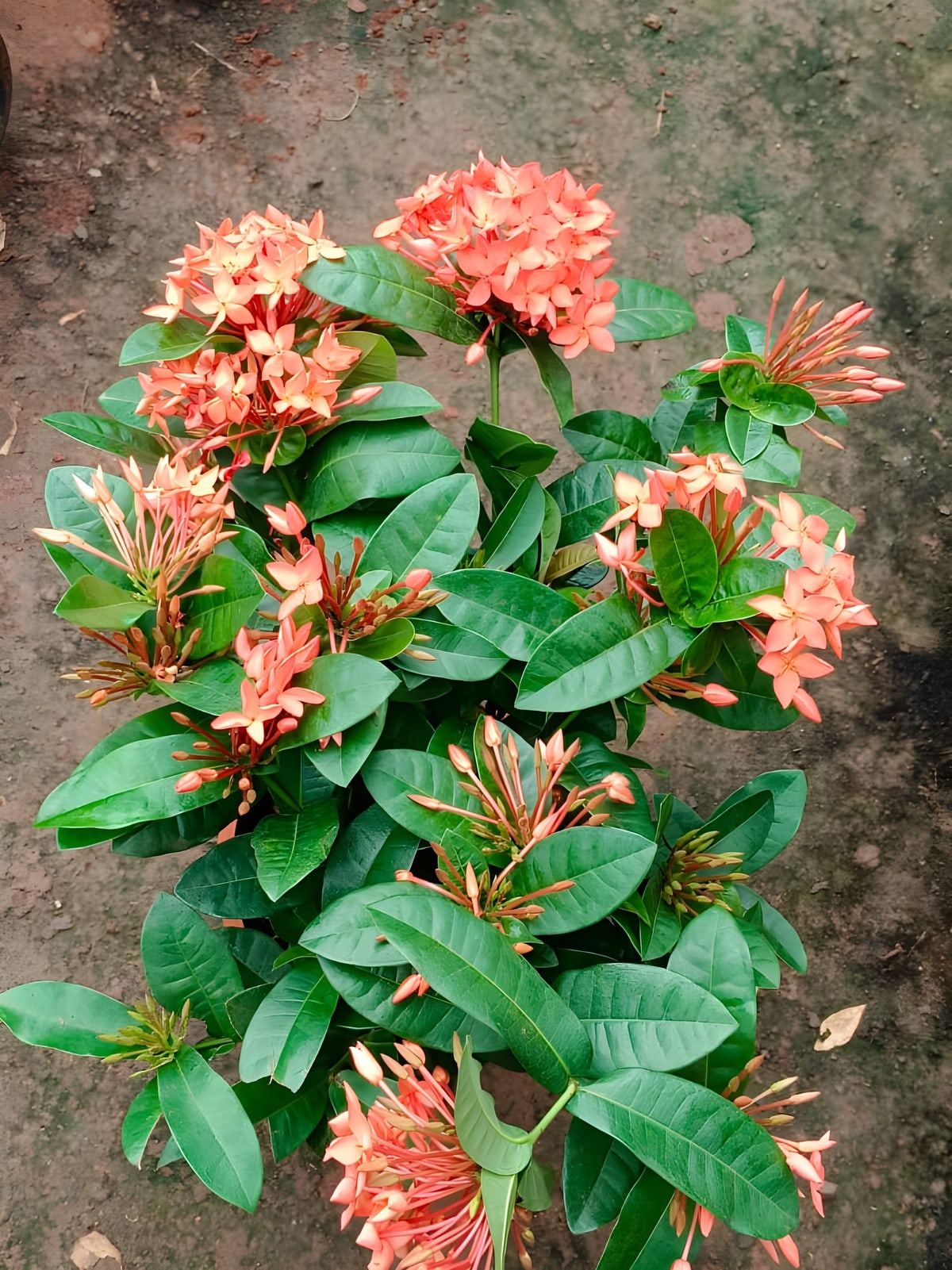 Ixora