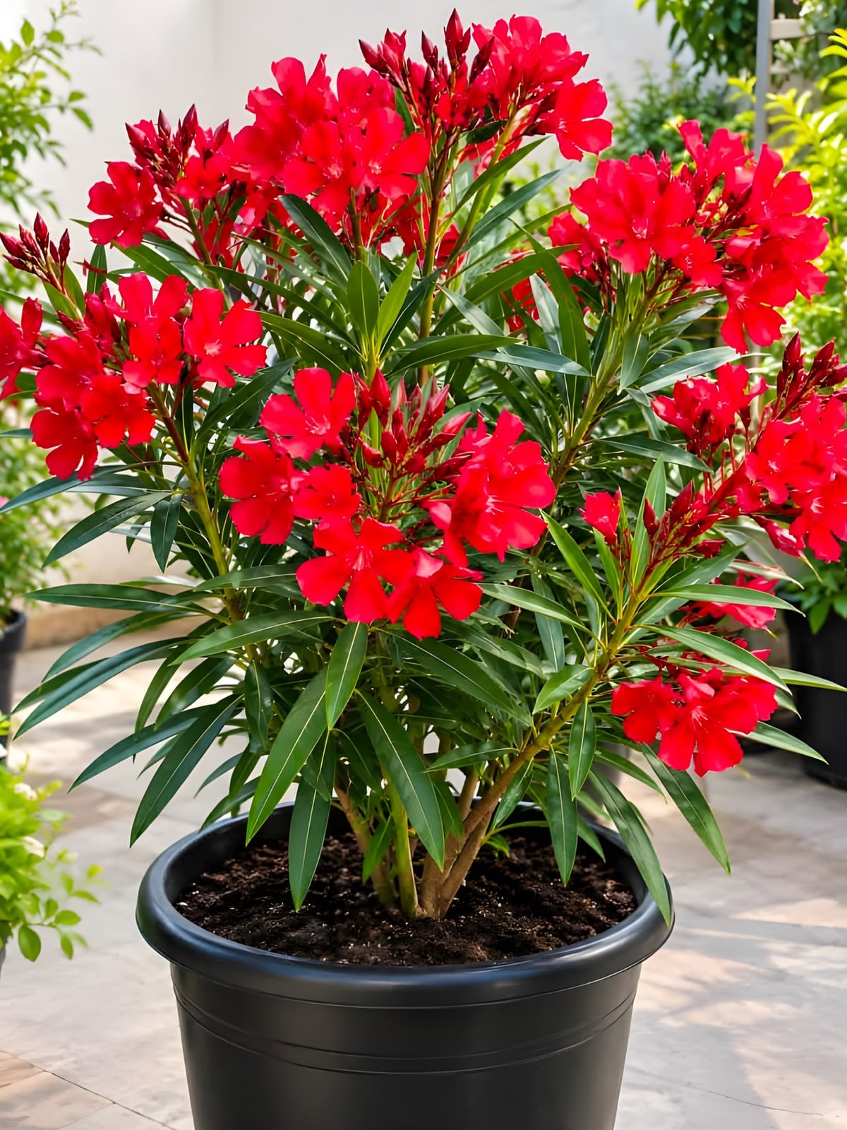 Oleander (Kaner) Red