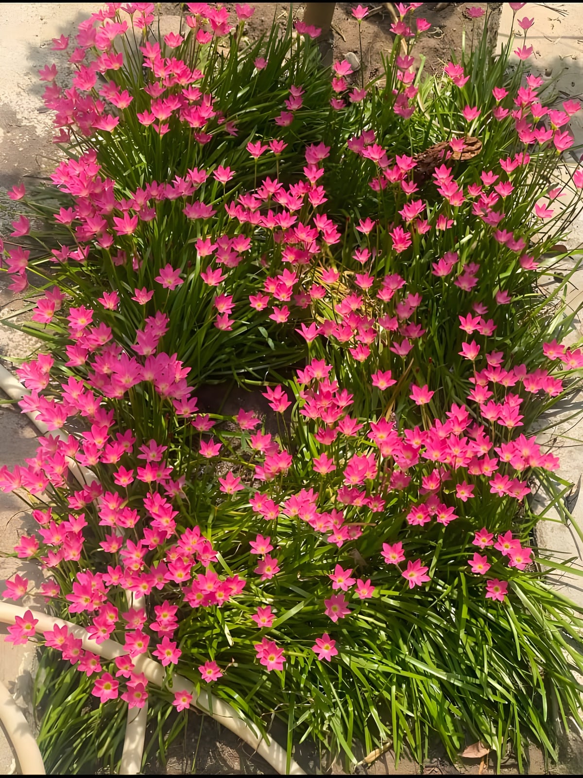 Rain Lily (Pink)