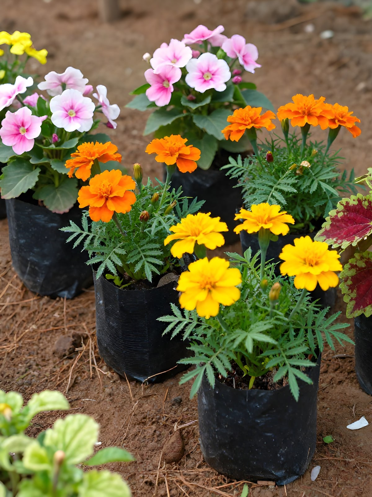 Seasonal Flower Plants - Marigold