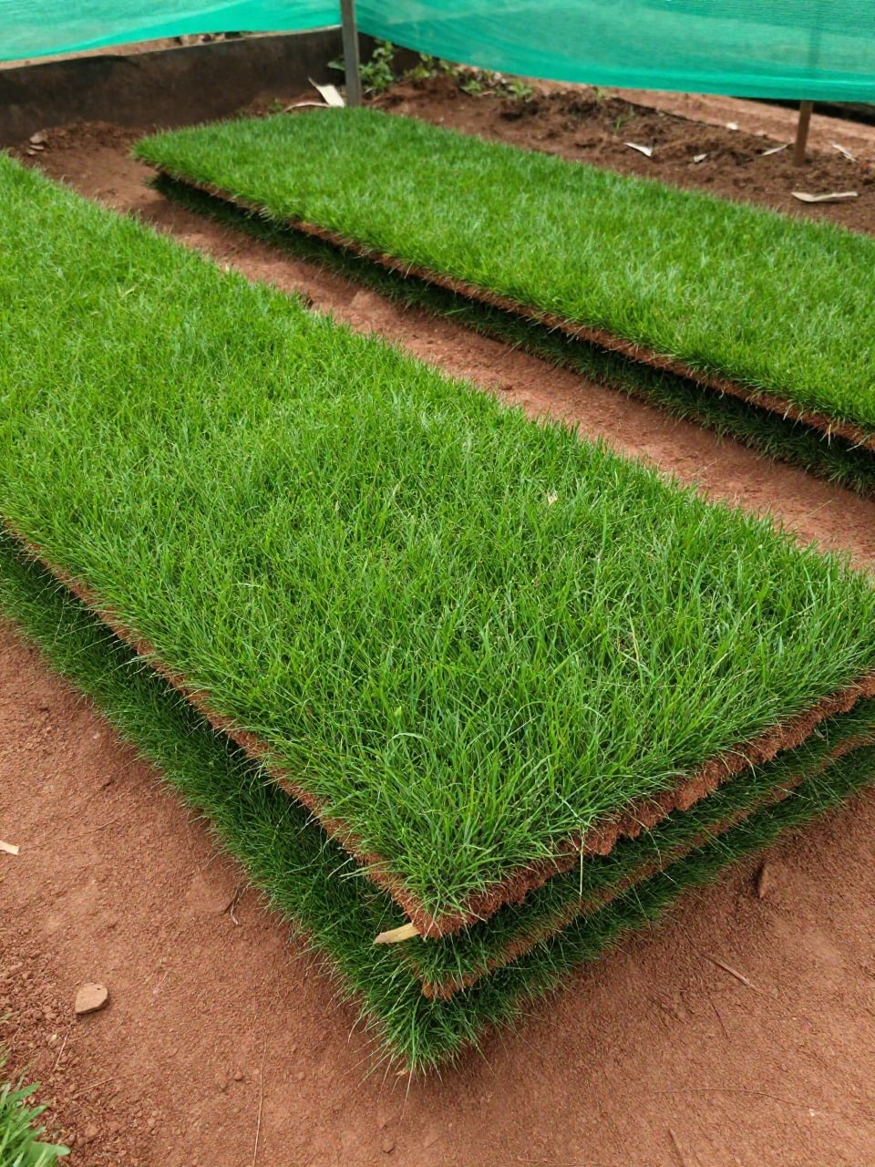 Natural Lawn Grass