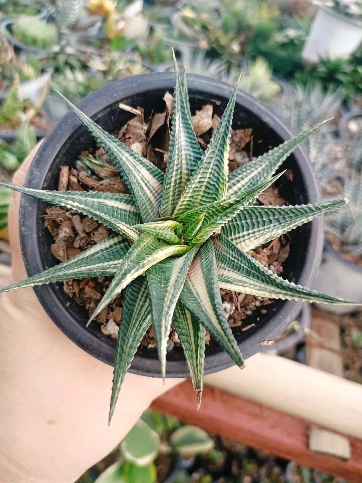 Succulent