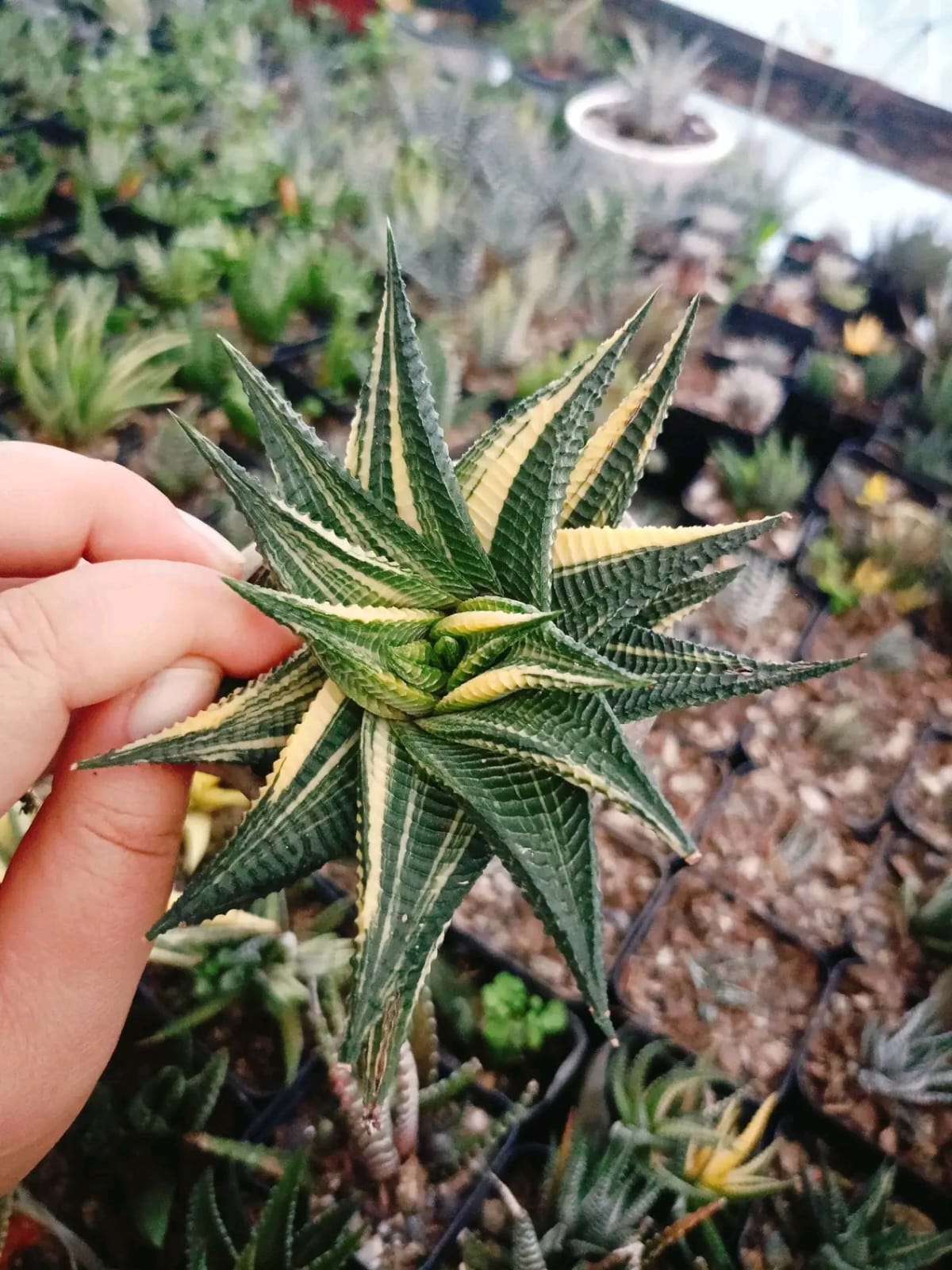 Succulent, image 2 of 2