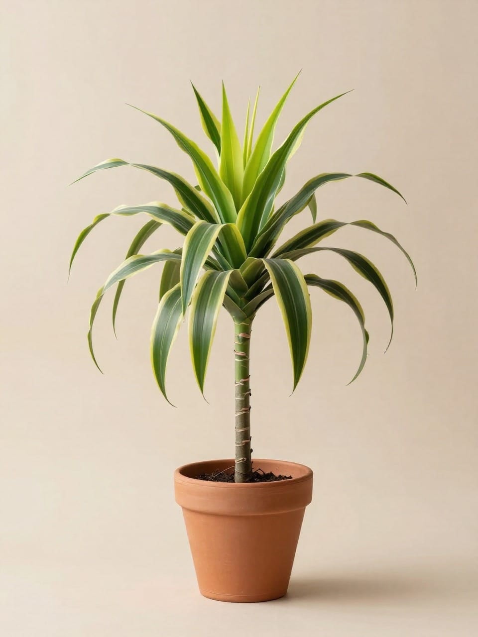 Dracaena Lemon Lime