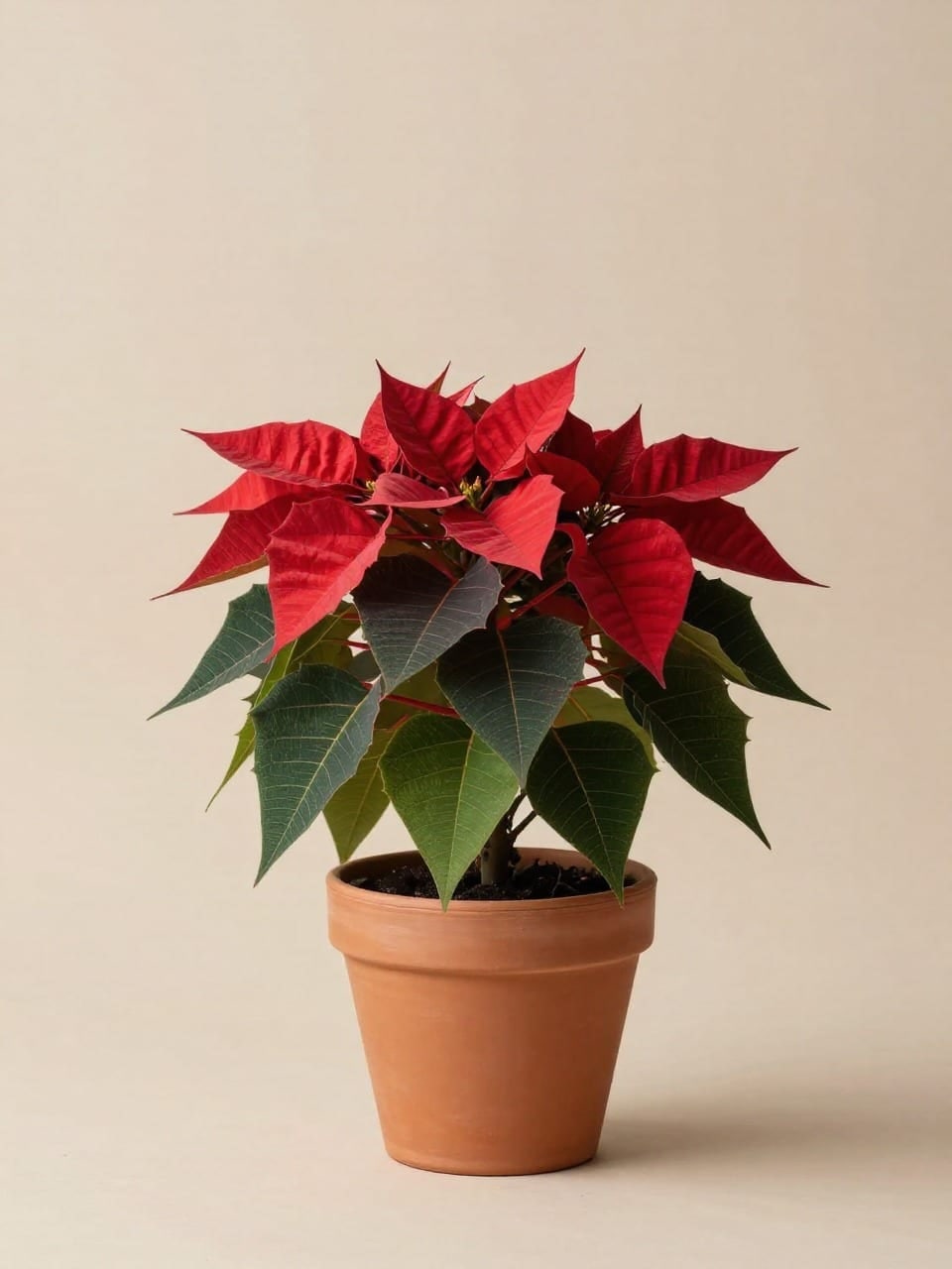 Poinsettia Red