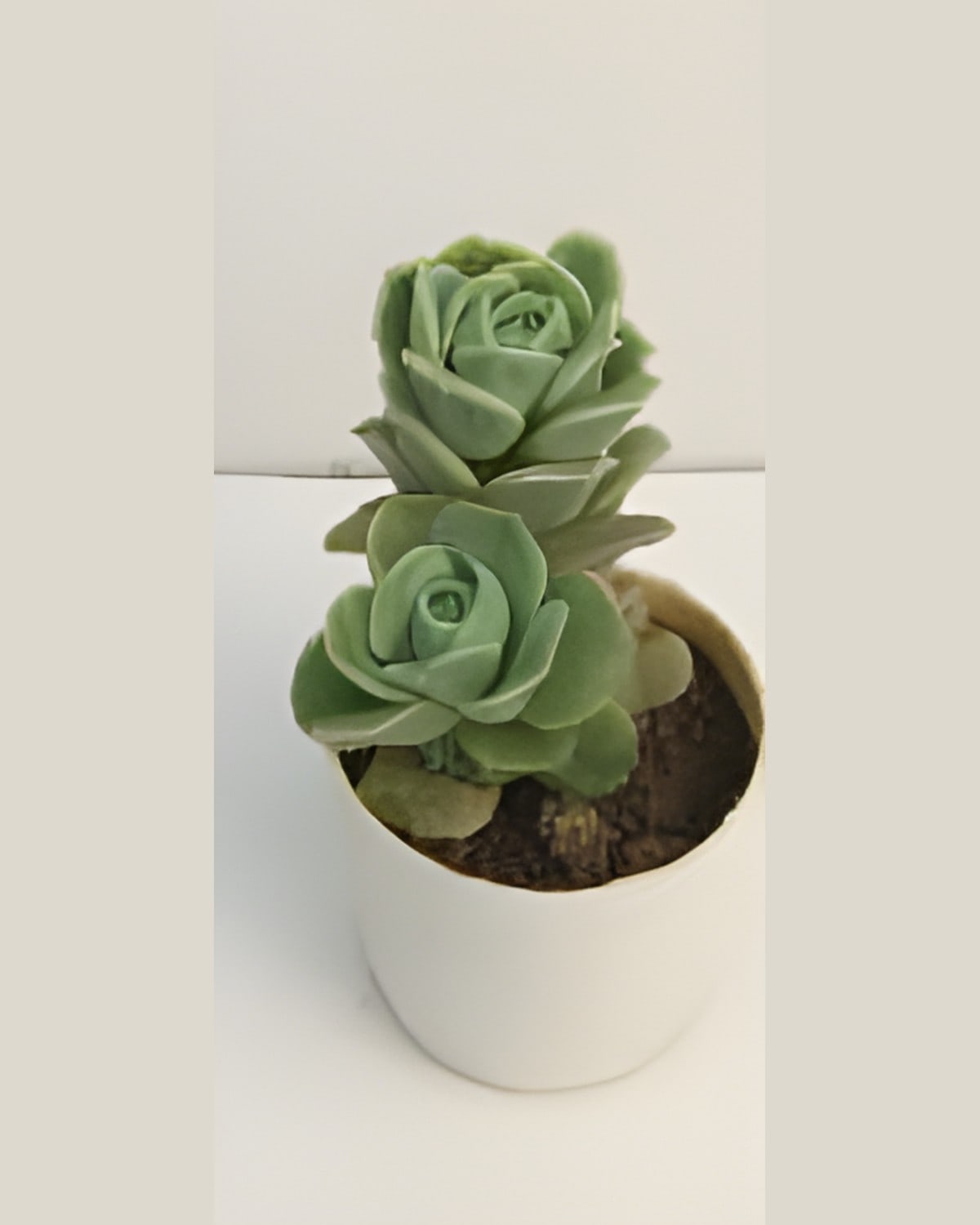 Succulent Green Rosette (Bare Rooted)