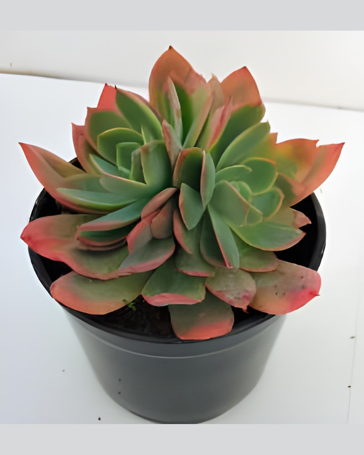 Succulent Red Edge Rosette (Bare Rooted)