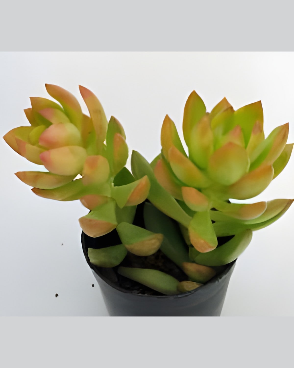 Succulent Orange Tip Cluster (Bare Rooted)