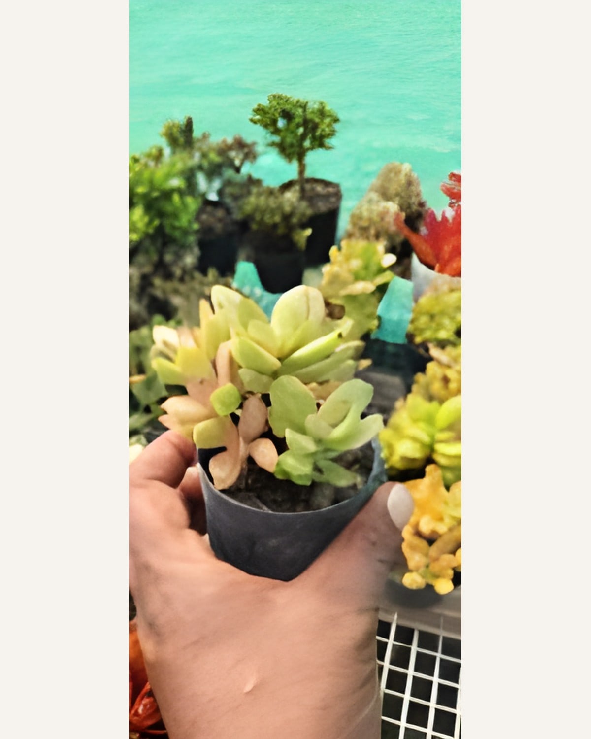 Succulent Mixed Cluster (Bare Rooted)