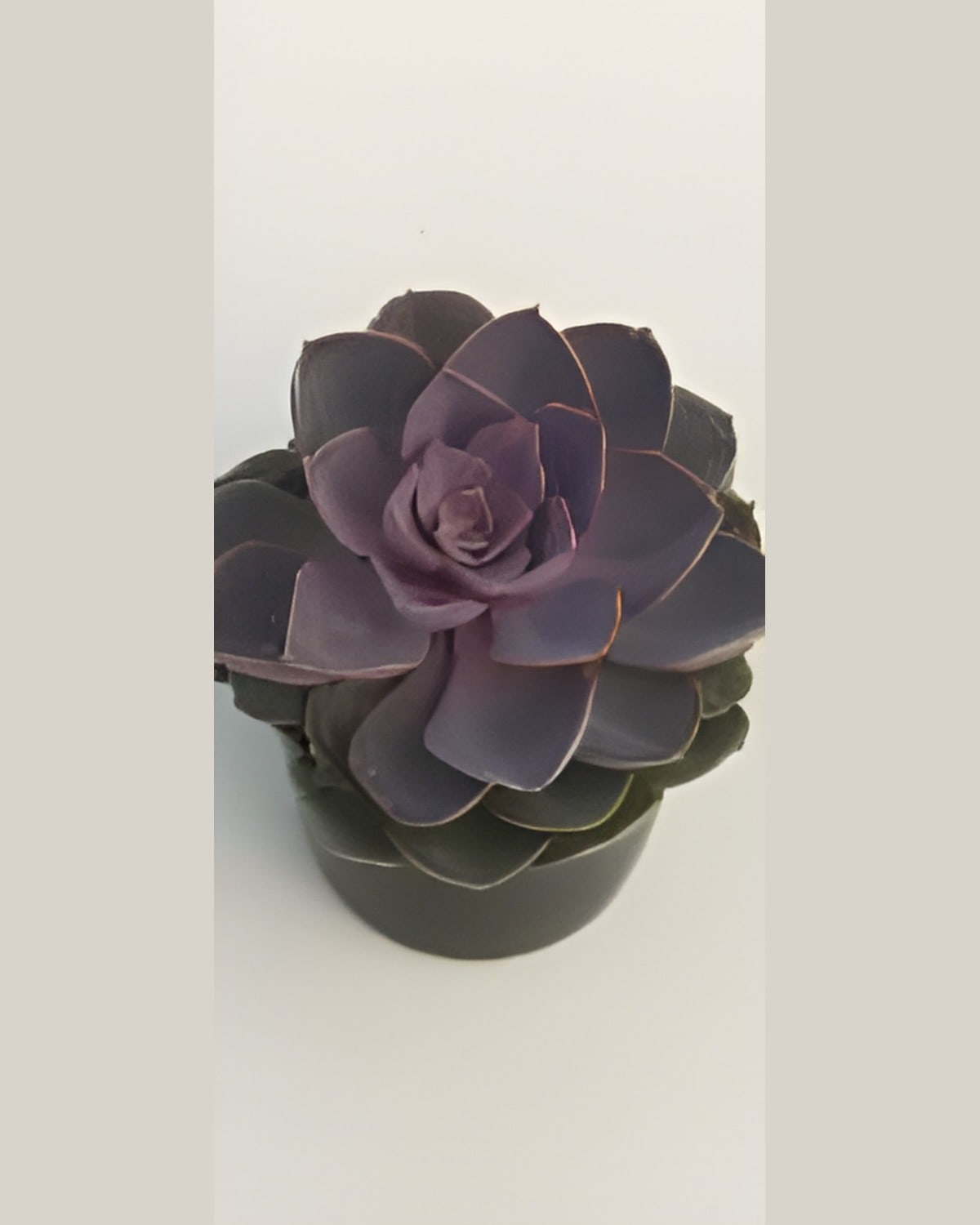 Succulent Purple Rosette (Bare Rooted)