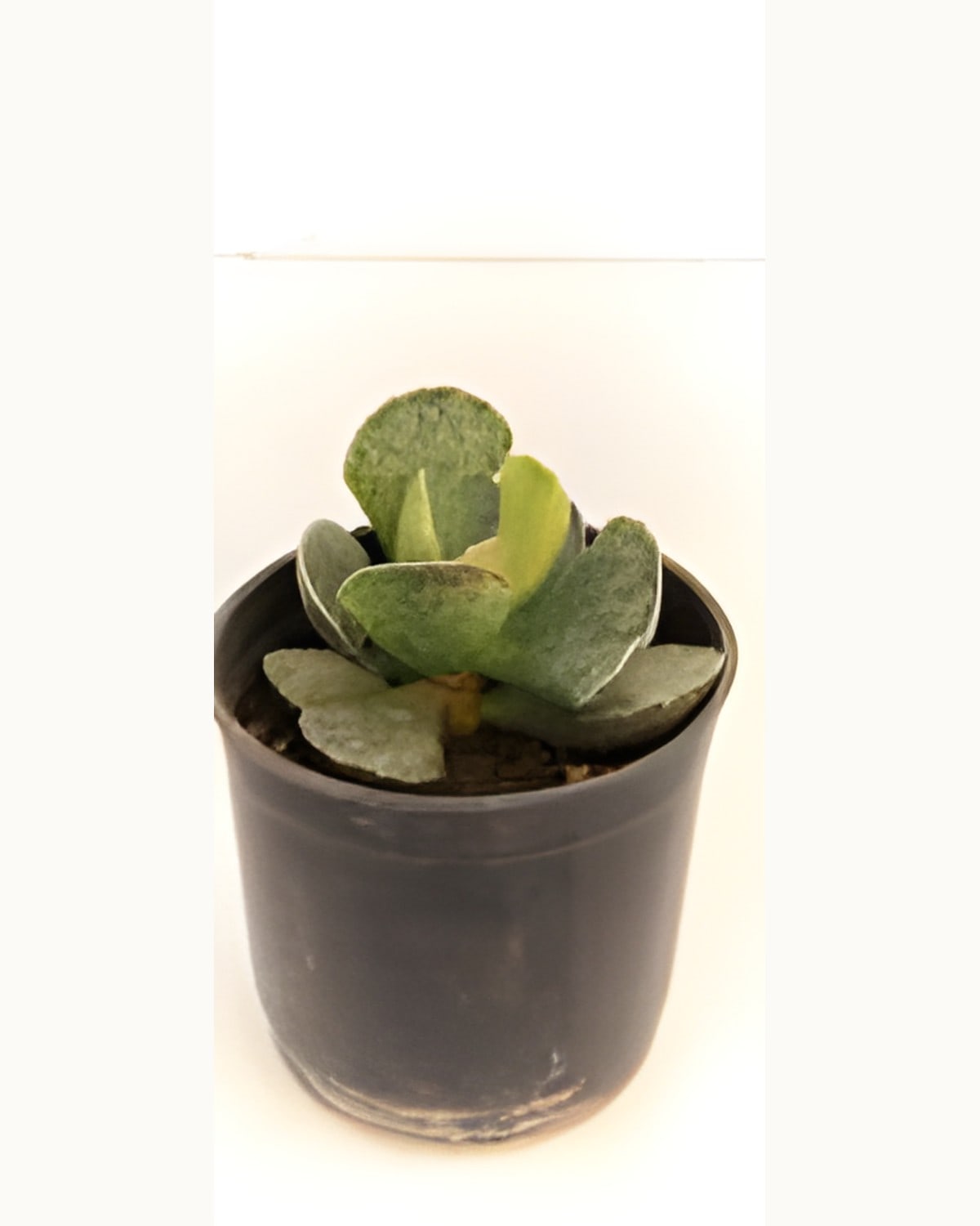 Succulent Small Grey Green (Bare Rooted)