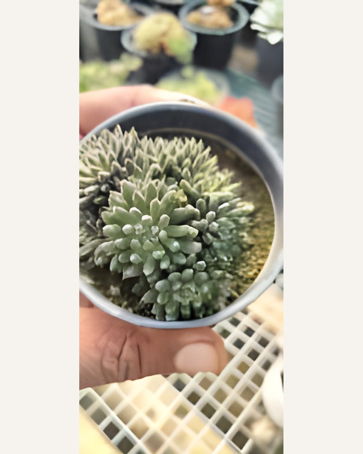Succulent Green Cluster (Bare Rooted)