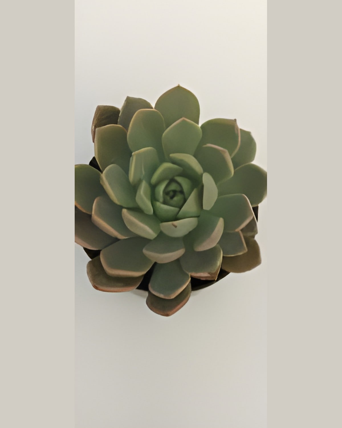Succulent Olive Rosette (Bare Rooted)
