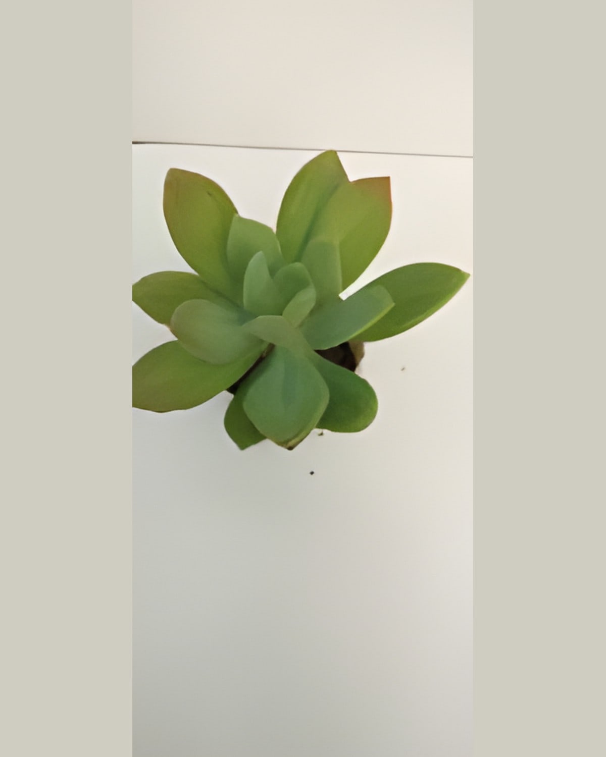 Succulent Pale Green Rosette (Bare Rooted)