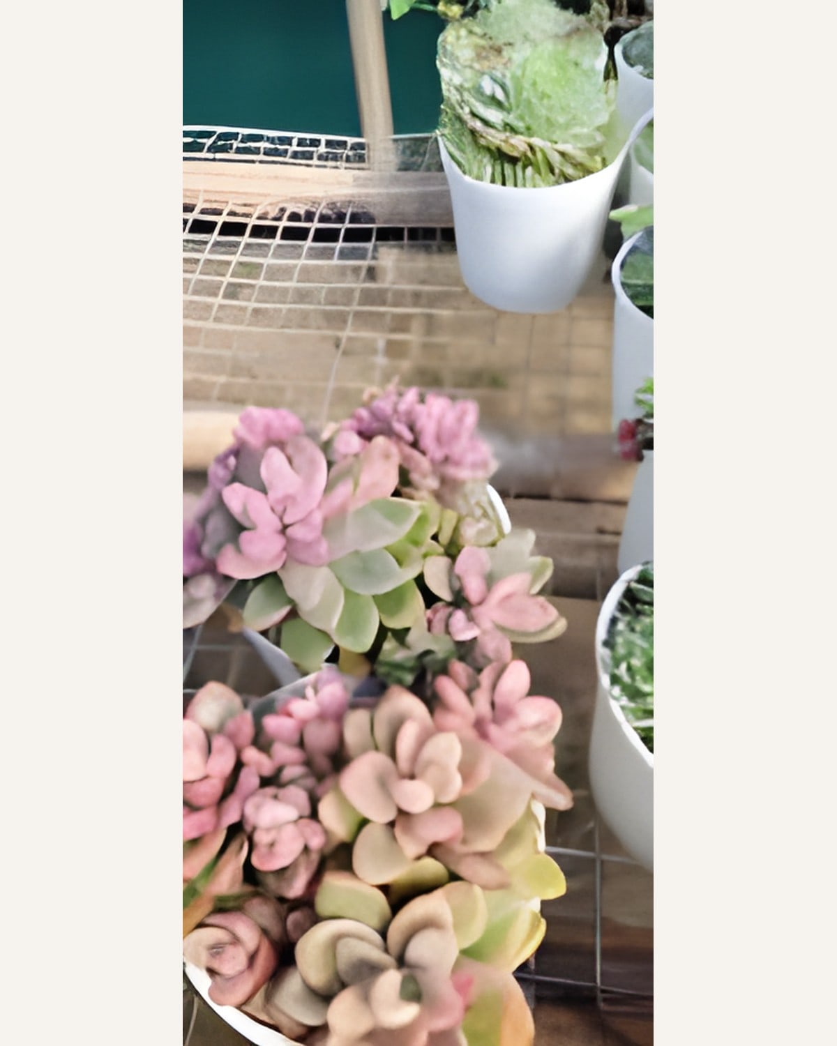 Succulent Pink Cluster (Bare Rooted)