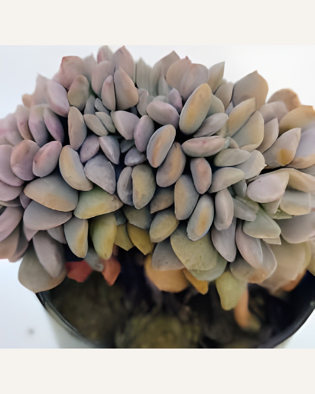Succulent Crust (Bare Rooted)
