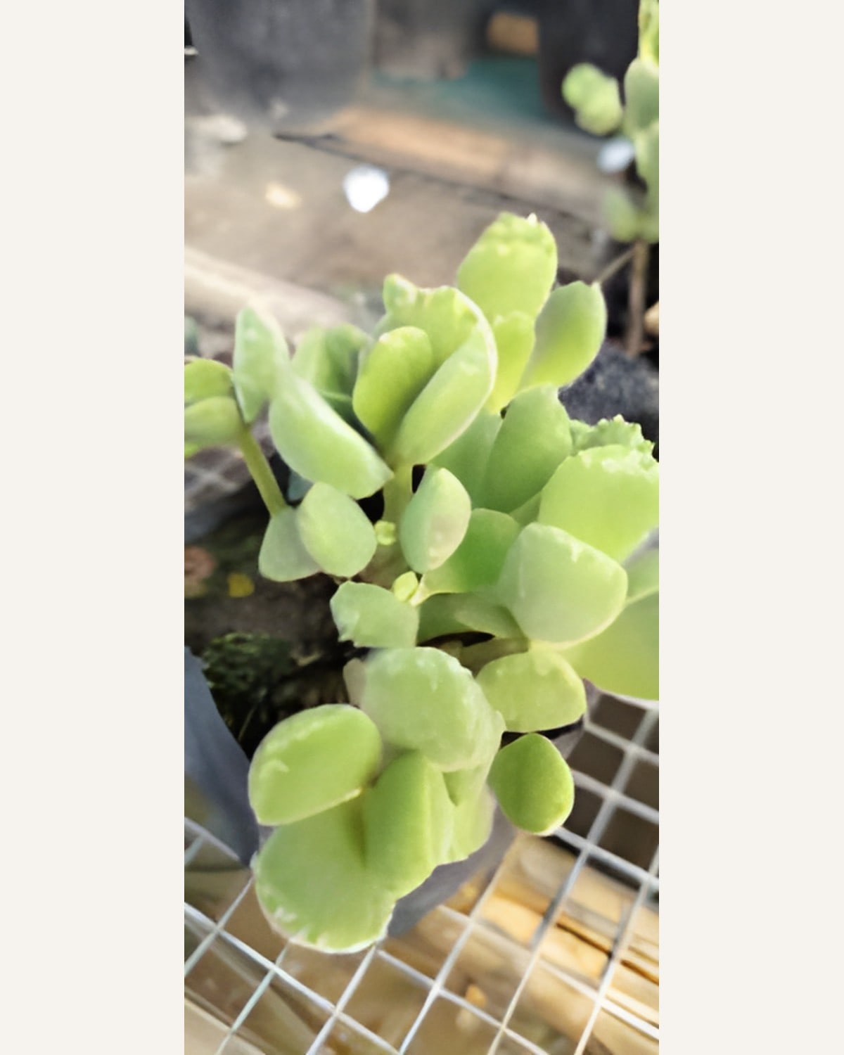 Green Cat Paw Succulent (Bare Rooted)