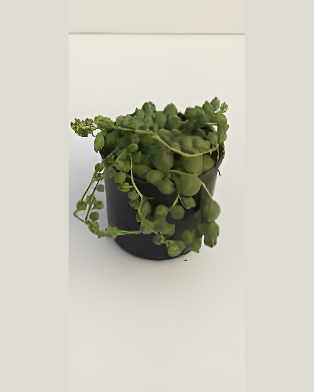 String of Pearls