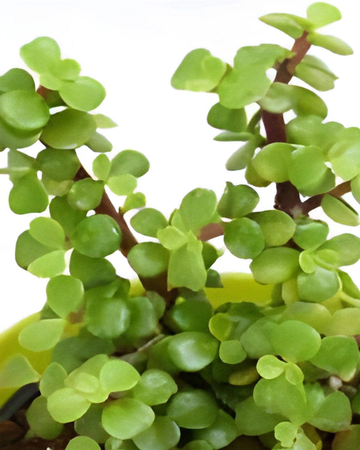 Jade Plant Green (Bare Rooted)