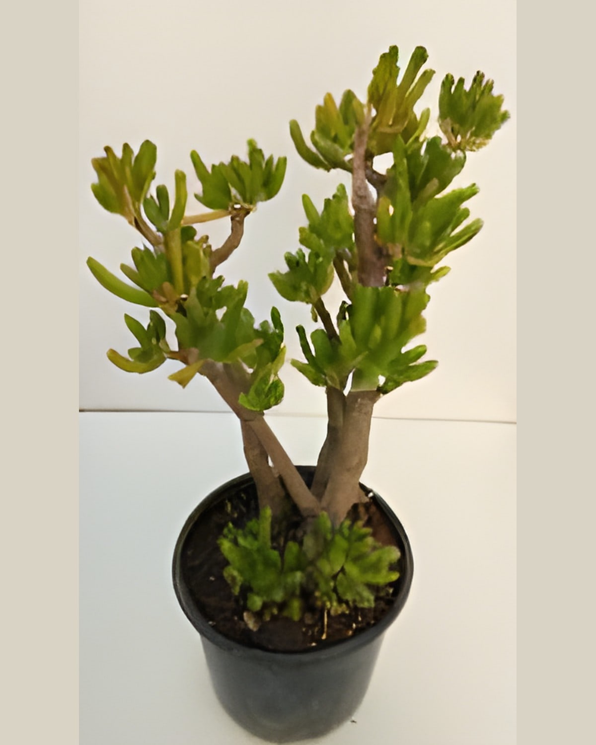 Gollum Jade (Large)