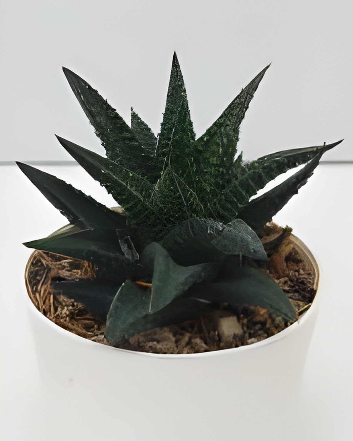 Haworthia Limifolia