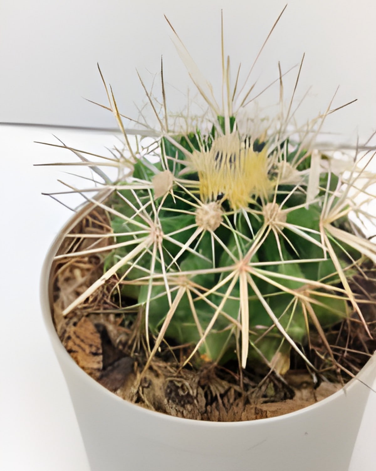 Echinocactus Grusonii (White Spines)