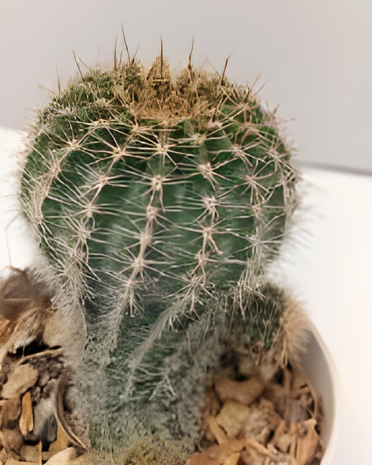Echinopsis Cactus