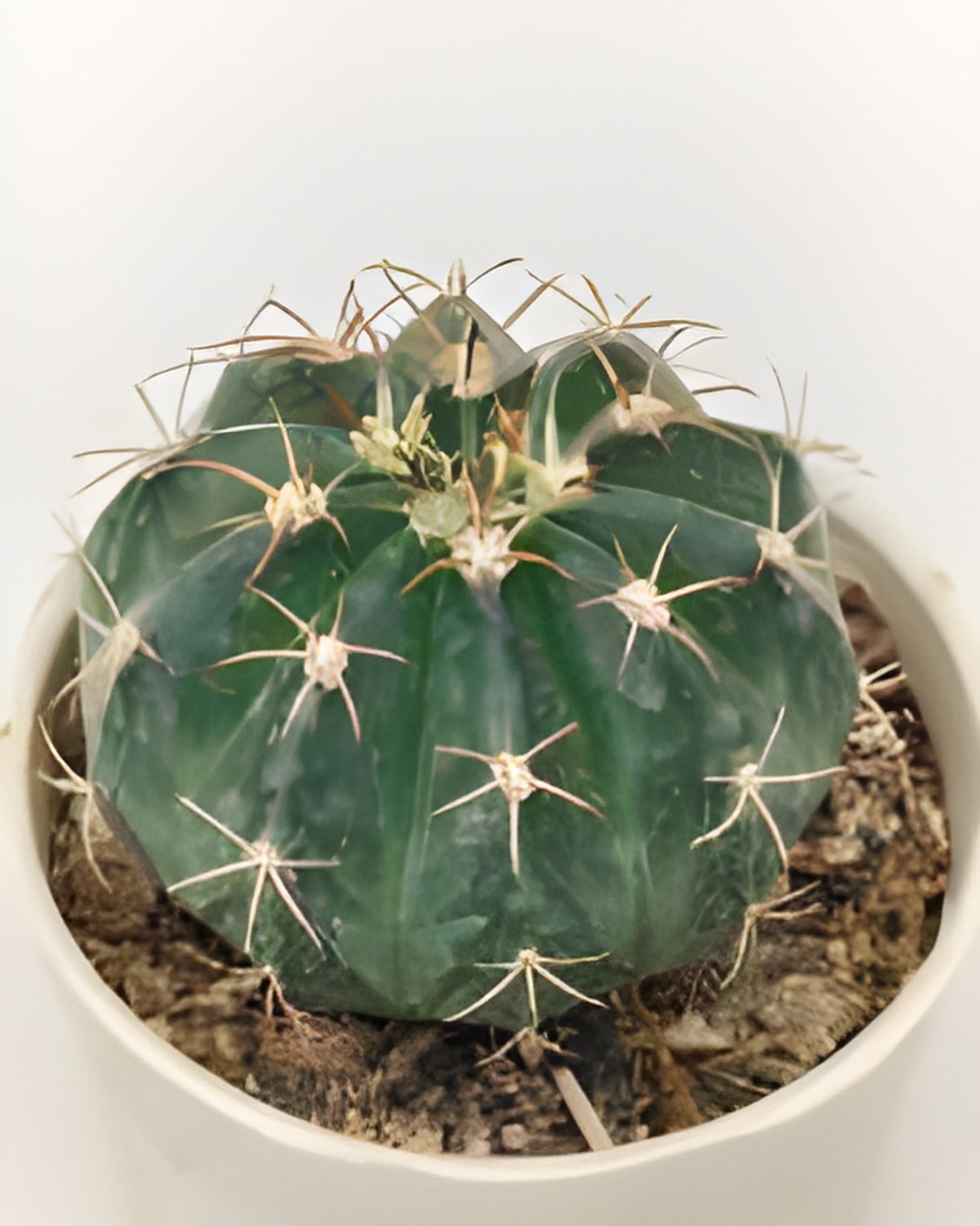 Wigginsia Erinacea Cactus
