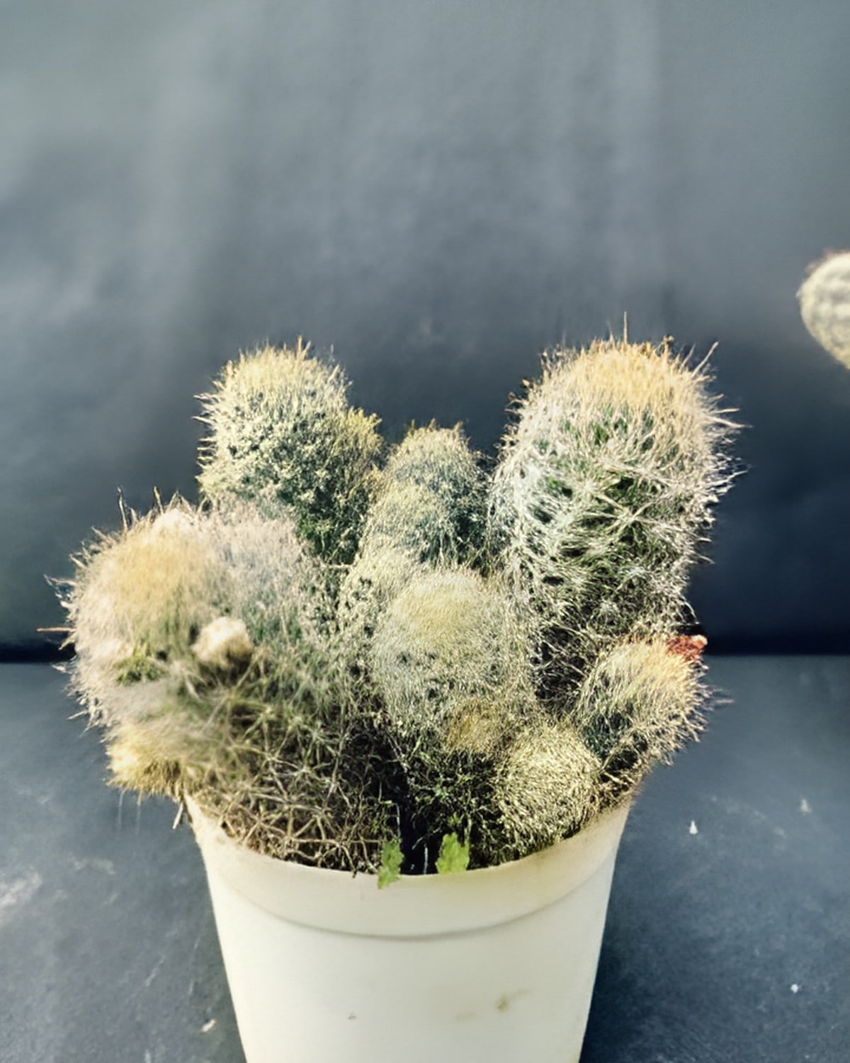 Cactus Cluster (Bare Rooted)