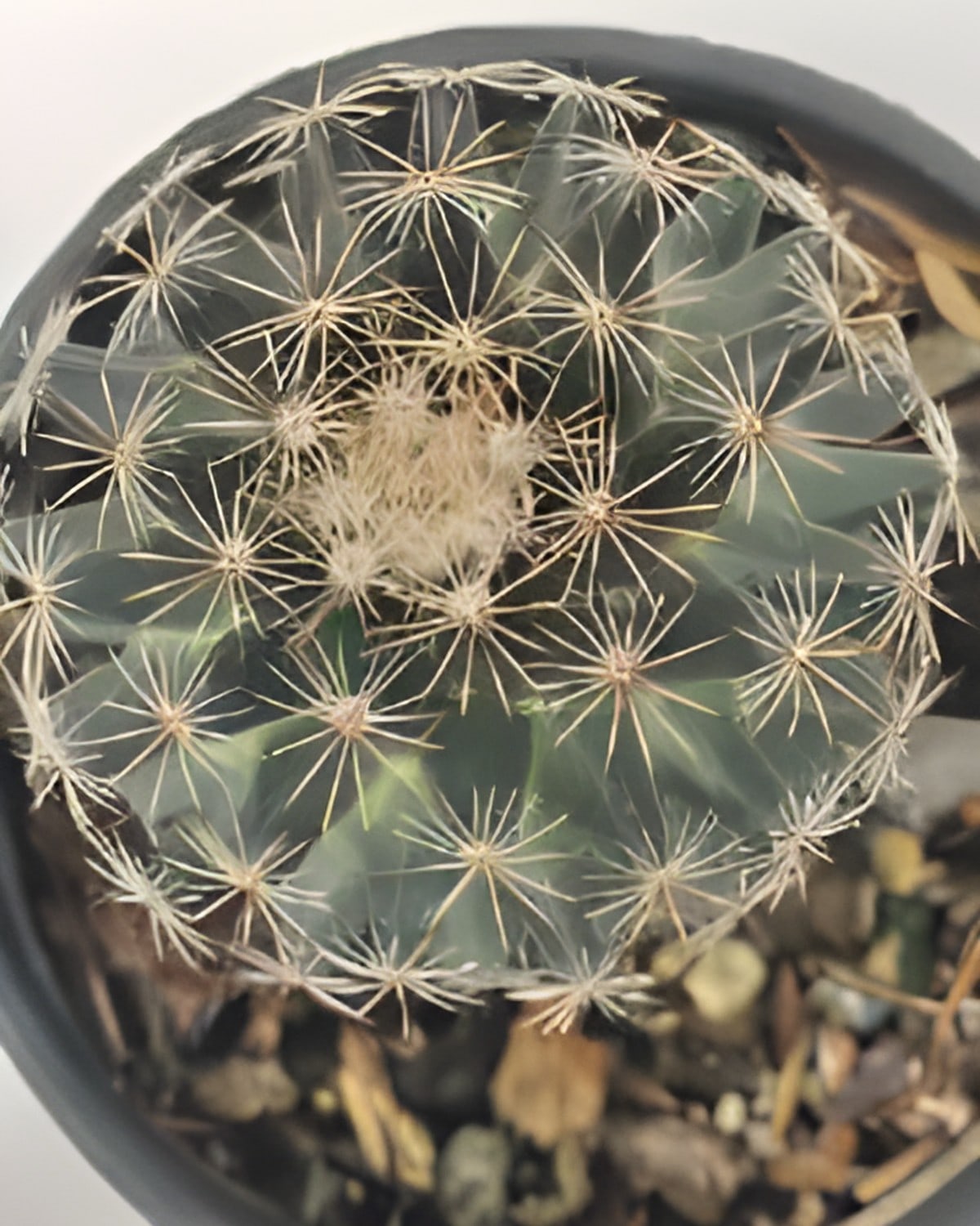 Coryphantha Schwarziana