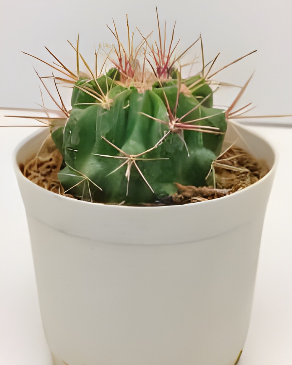 South Western Barrel Cactus