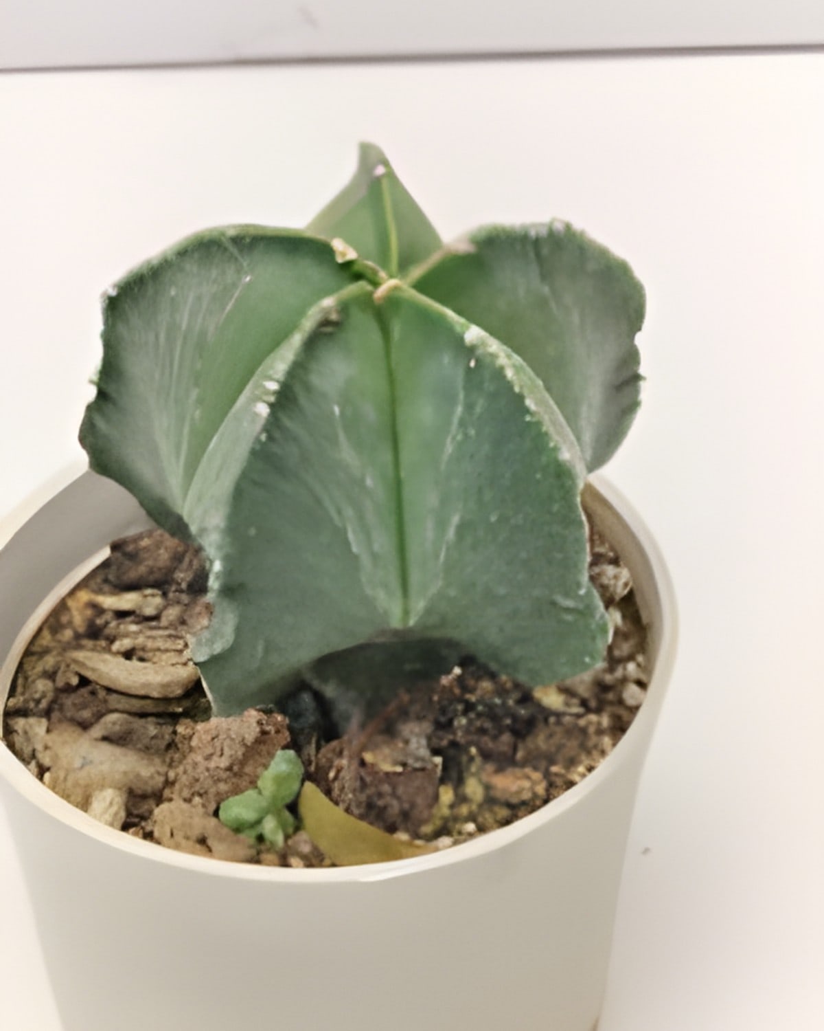 Astrophytum Myriostigma Nudum (5 Ribs)