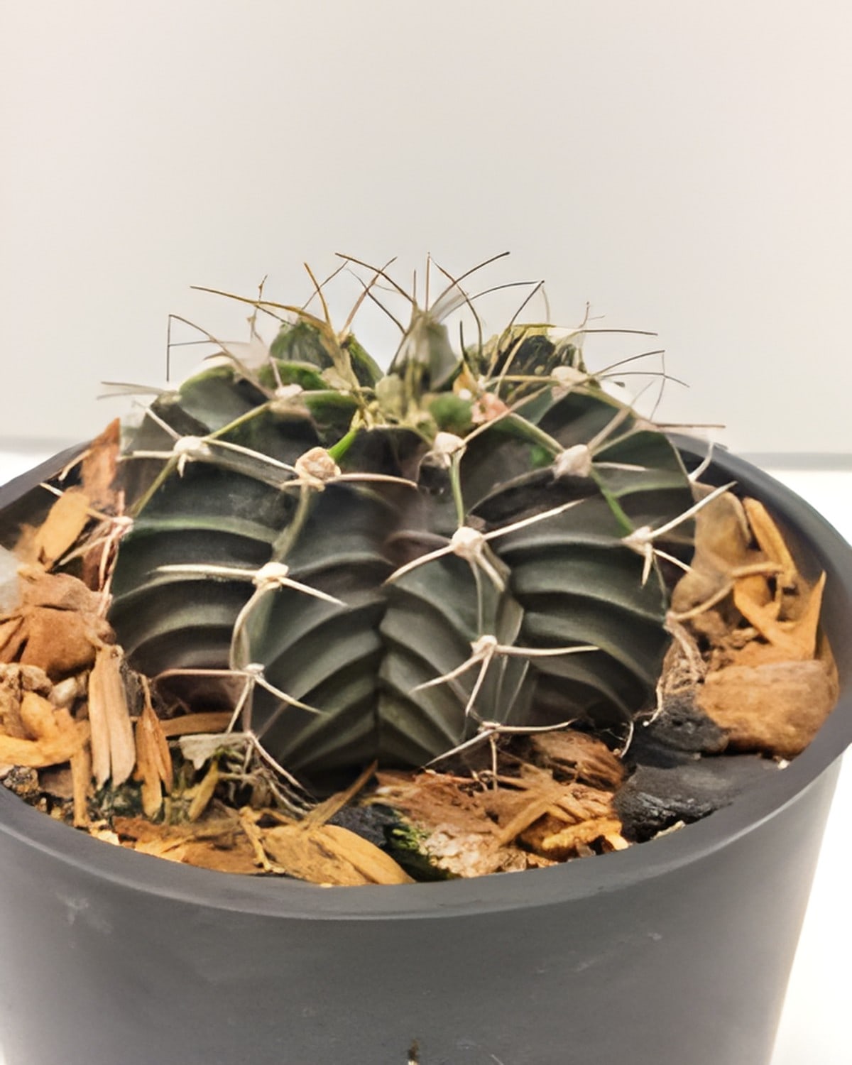 Gymnocalycium Stenopleurum