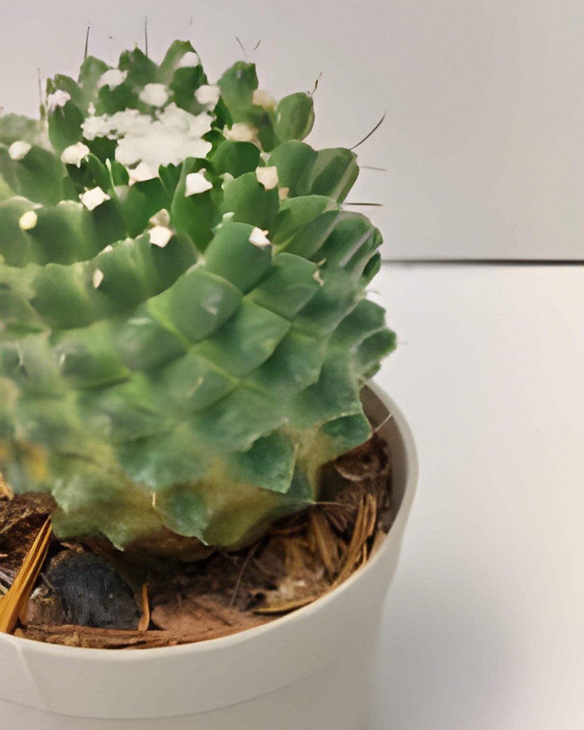 Mammillaria Magnimamma