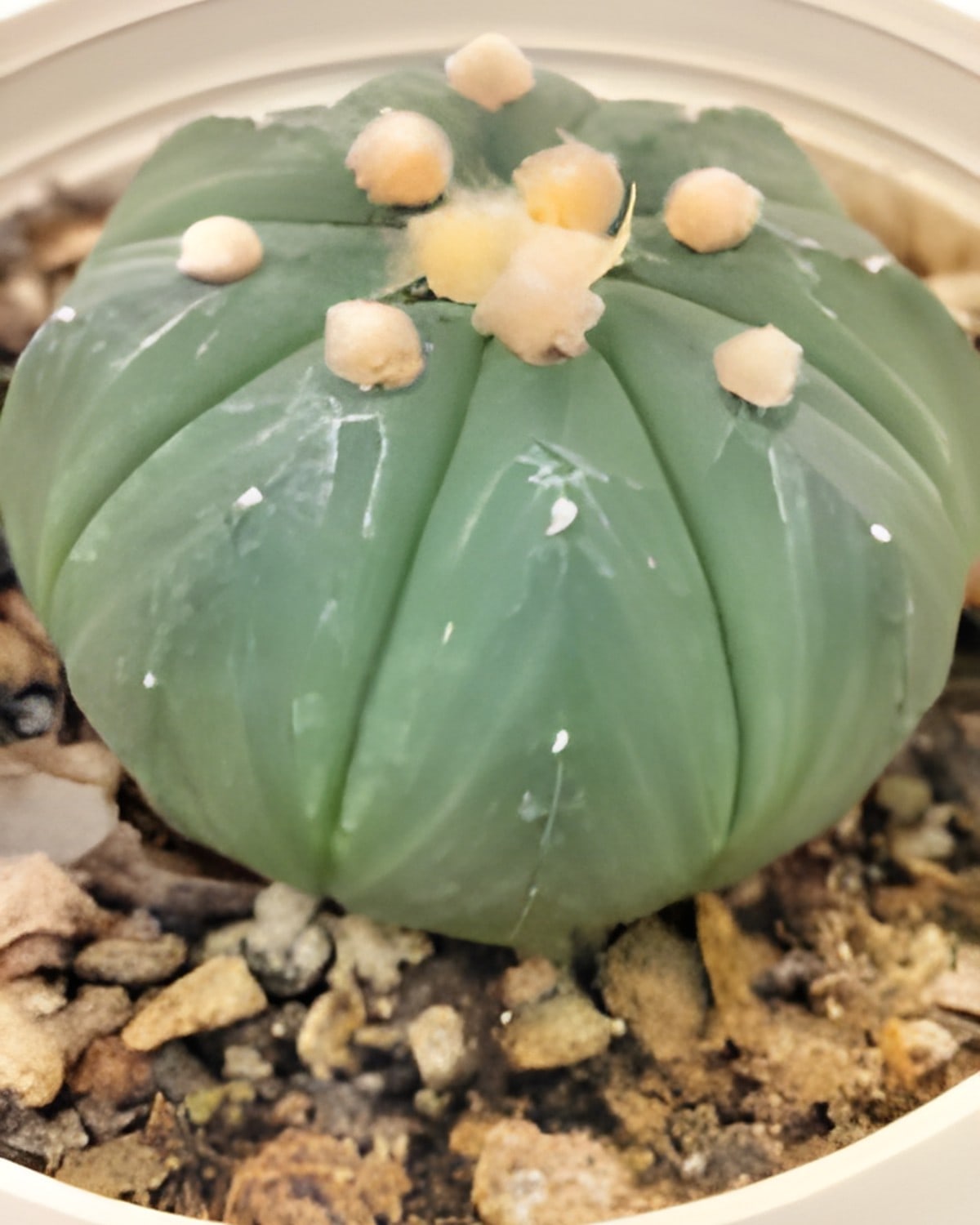 Astrophytum Asterias Nudum