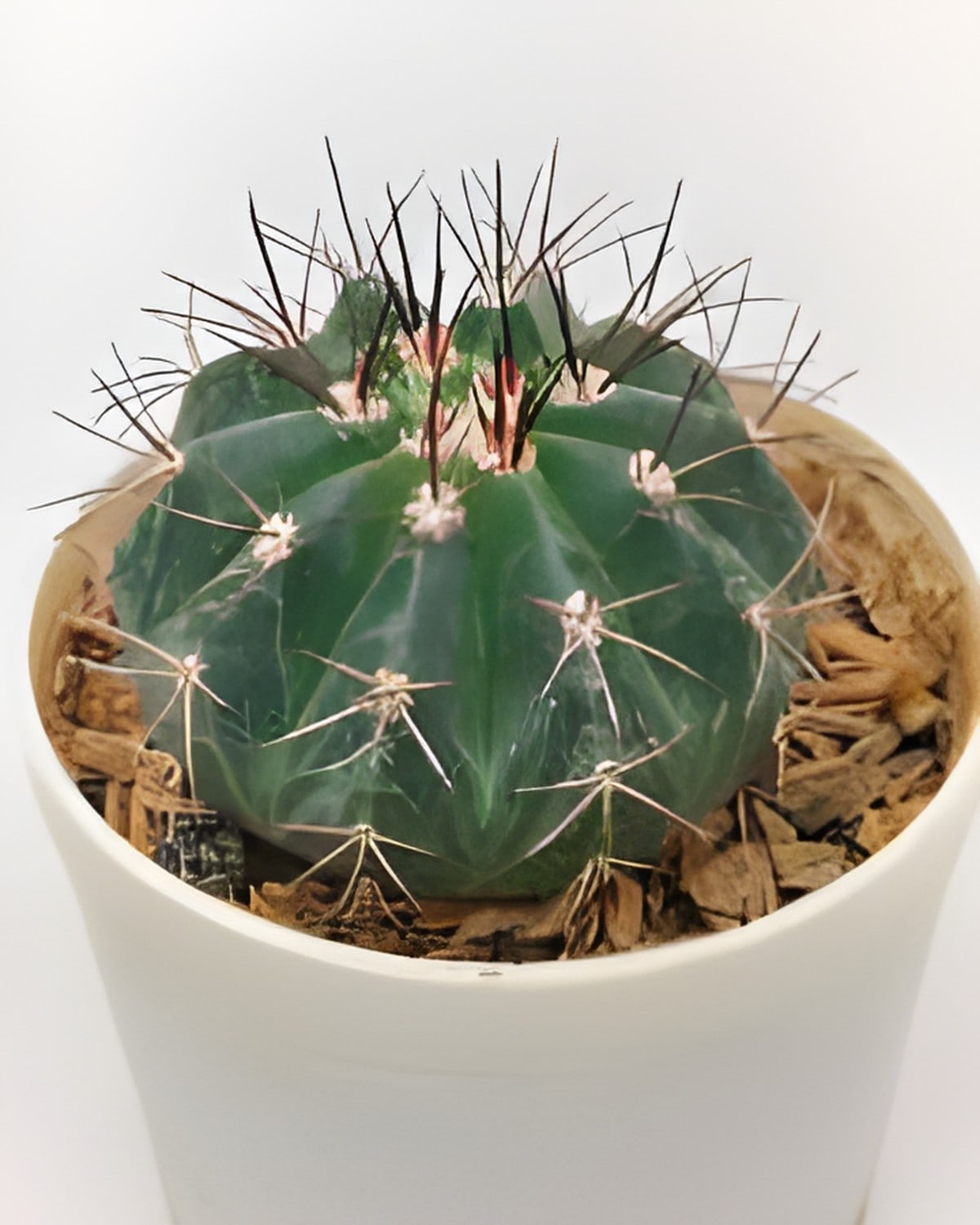 Melocactus Levitestatus